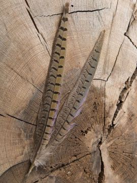 Wildfasanfeder 15-20cm