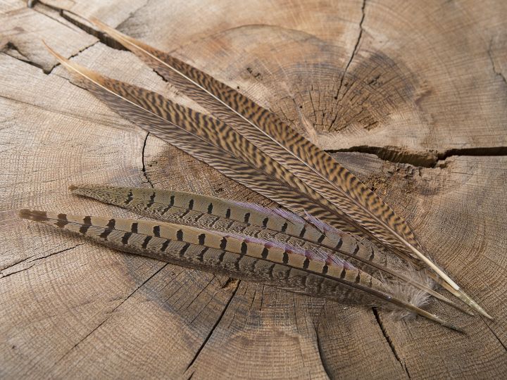 Wildfasanfeder 15-20cm 2